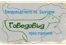 Част 2 – Говедовъдните организации в България – „Бунтът на говедовъдите” – 1937 година