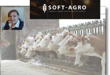 Част 2 / SOFT-AGRO: Крава след отелване – Внимавайте!