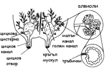 Вимето – структура и функционалност