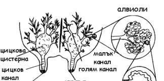 Вимето – структура и функционалност