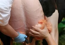 Детайлите – потапяне или спрей