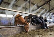 2 част: СЕВА-България / Топлинен стрес: продуктивност и плодовитост