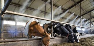 2 част: СЕВА-България / Топлинен стрес: продуктивност и плодовитост