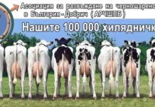 Асоциацията за развъждане на Черношарената порода в България – Добрич представя своите крави постигнали над 100 000 кг мляко