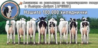 Асоциацията за развъждане на Черношарената порода в България – Добрич представя своите крави постигнали над 100 000 кг мляко