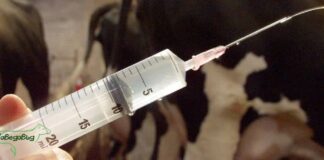Франция подновява имунизацията срещу нодуларен дерматит на фона на нови болести