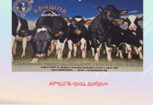 Кой, кой е: Черношарените от Добрич