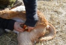 Палпираме и мерим тестисите