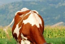 Сметка на „коляно“ – Какво е минималното производство на мляко на крава, за да има печалба една кравеферма?