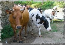 Междупородно кръстосване