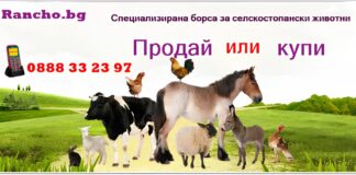 Rancho.bg / Имате ли животни за продаване? Ние ще ви помогнем да намерите купувачи!