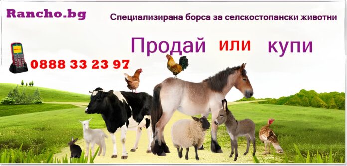 реклама