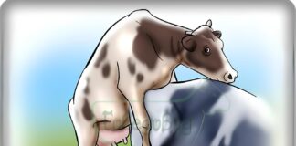 Сева: Репродуктивен цикъл