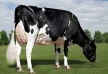 Как да четем линейните оценки при типовите признаци?