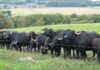 Индия – говедовъден гигант с растящ износ, но далеч от пазара на ЕС