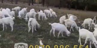 Как Иван защити стадото си с GPS технологията на MyGPSing 🐐📡