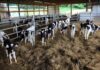 Първите грижи за телето определят бъдещето на стадото