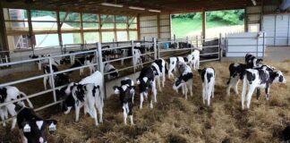Груповото отглеждане на телета – посока ли е това за бъдещето?