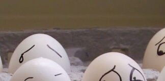 Жълтъкът или белтъкът – кое да изберем