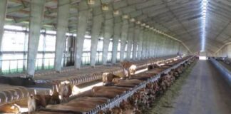 Как иновациите във фуражите променят здравето на млечните крави