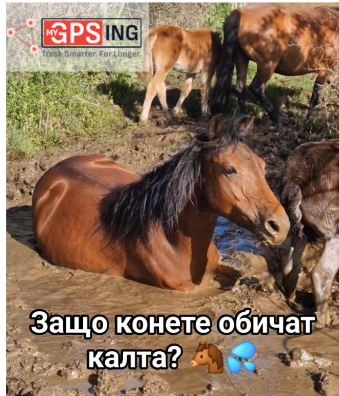 + reklama