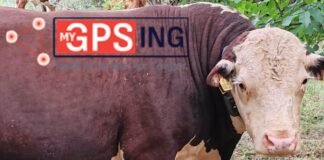 Иновация в животновъдството: Как GPS устройствата решават ключови проблеми във фермите?