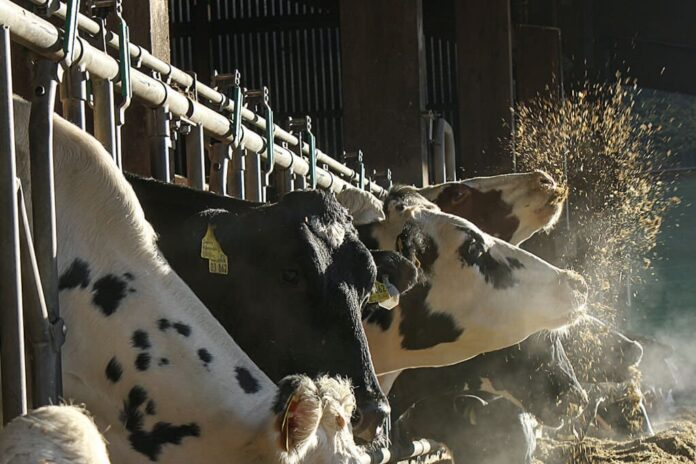 крави и бици