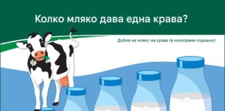 От две кофи до цял резервоар: Как се промени млечната крава за 120 години