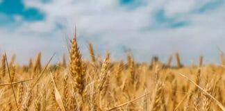 ЕС изнася пшеница, но все повече ще разчита на вносна царевица