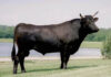 Юница от породата Wagyu достигна рекордна цена в Австралия
