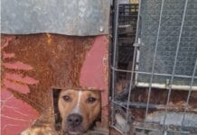 Срамът от приюта: видеото, което не можеш да забравиш и не можеш да приемеш