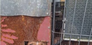 Срамът от приюта: видеото, което не можеш да забравиш и не можеш да приемеш