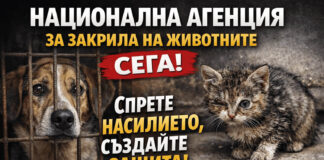Петиция за създаване на Национална агенция за закрила на животните – нужен ли е обществен натиск за системно решение