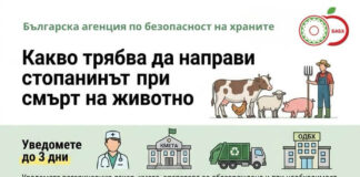 При смърт на животно: как стопанинът да действа правилно и без риск от санкции