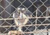 Докато Европа предотвратява бездомността, България брои кучетата по улиците
