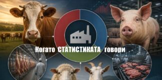 От кланиците излезе близо 9,3 хил. тона червено месо през май 2026 г