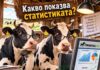Статистиката показва: Броят на говедата расте, но на телетата намалява