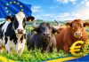 1 част/ Говедовъдите през 2025 г.: за кои крави и декари имаше пари и какво не трябваше да се пропуска