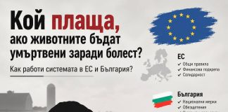 4 част/ Кой плаща, ако животните бъдат умъртвени заради болест? Как работи системата в ЕС и България