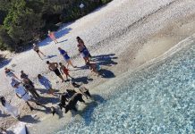 Прасетата на гръцкия остров Атокос: ядът, плуват и не знаят какво е субсидия