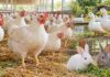 По 1,69 кг птиче месо и субпродукти на човек са произведени през август