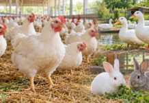 По 1,69 кг птиче месо и субпродукти на човек са произведени през август